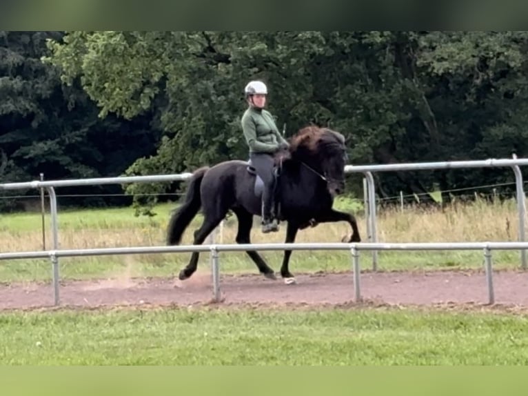 Islandpferd Stute 9 Jahre 145 cm Rappe in Soltau