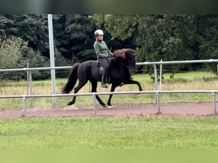 Islandpferd Stute 9 Jahre 145 cm Rappe in Soltau
