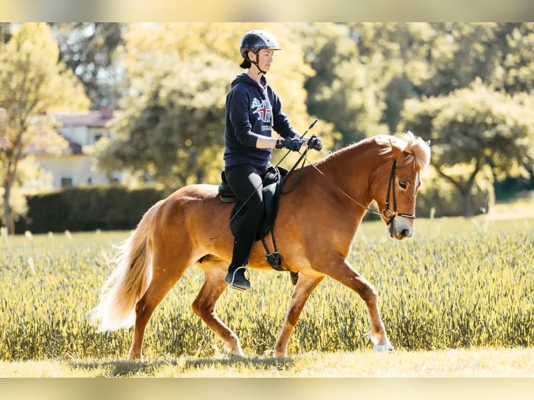 Islandpferd Stute 9 Jahre 146 cm Fuchs in Taufkirchen an der Trattnach