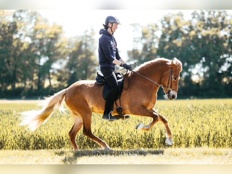 Islandpferd Stute 9 Jahre 146 cm Fuchs in Taufkirchen an der Trattnach