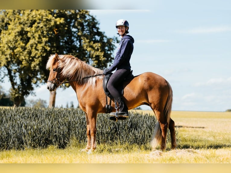 Islandpferd Stute 9 Jahre 146 cm Fuchs in Taufkirchen an der Trattnach