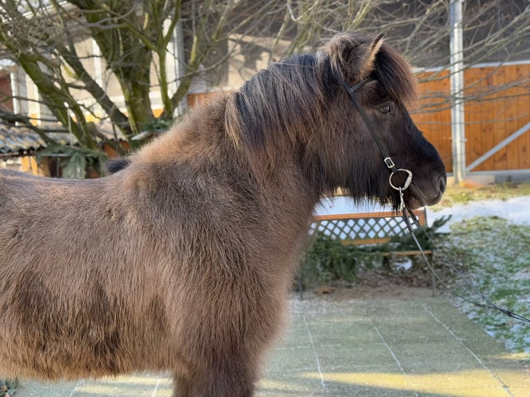 Islandpferd Stute 9 Jahre 148 cm Falbe in Lochen am See