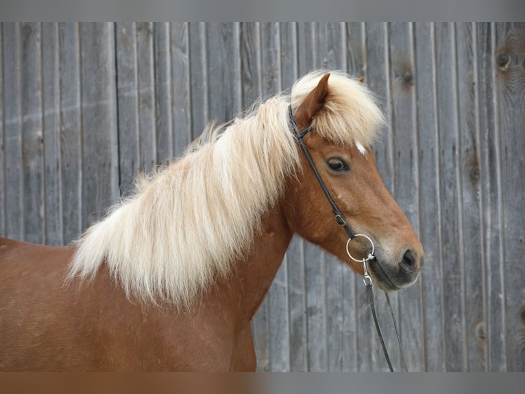 Islandpferd Stute 9 Jahre 152 cm Fuchs in Ebersberg