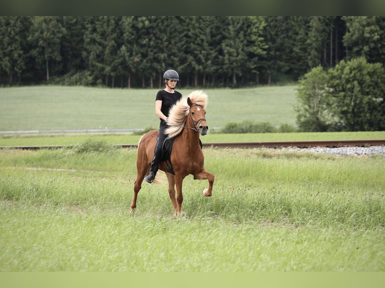Islandpferd Stute 9 Jahre 152 cm Fuchs in Ebersberg