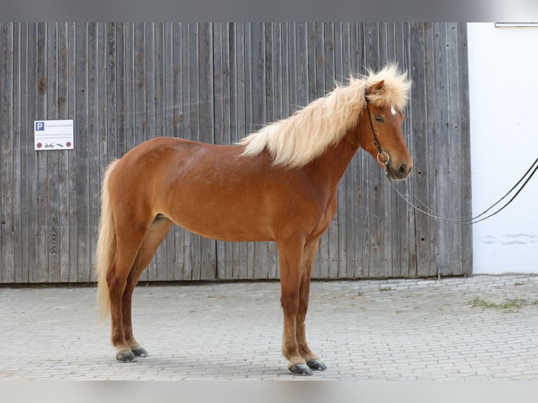 Islandpferd Stute 9 Jahre 152 cm Fuchs in Ebersberg