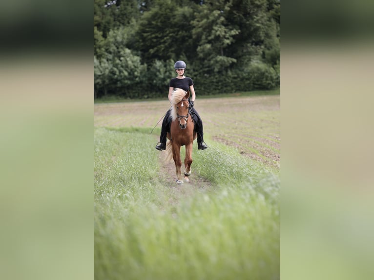 Islandpferd Stute 9 Jahre 152 cm Fuchs in Ebersberg