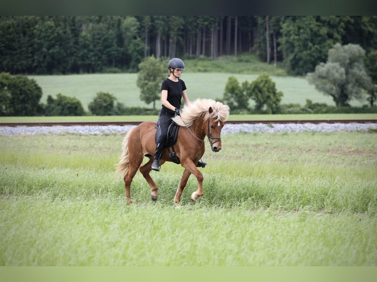 Islandpferd Stute 9 Jahre 152 cm Fuchs in Ebersberg