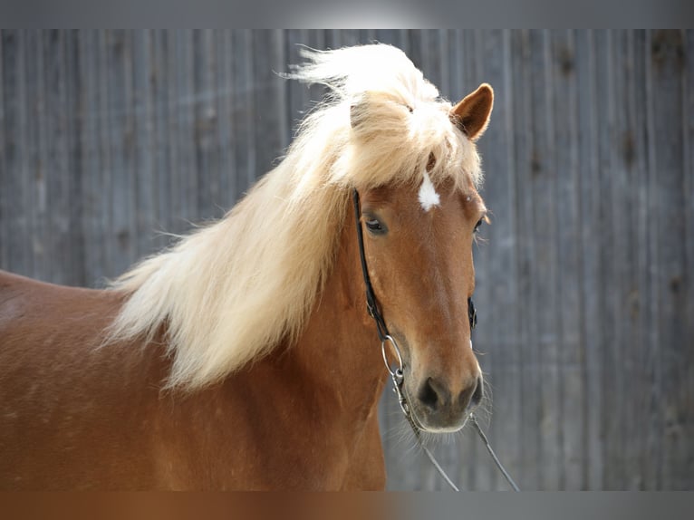 Islandpferd Stute 9 Jahre 152 cm Fuchs in Ebersberg