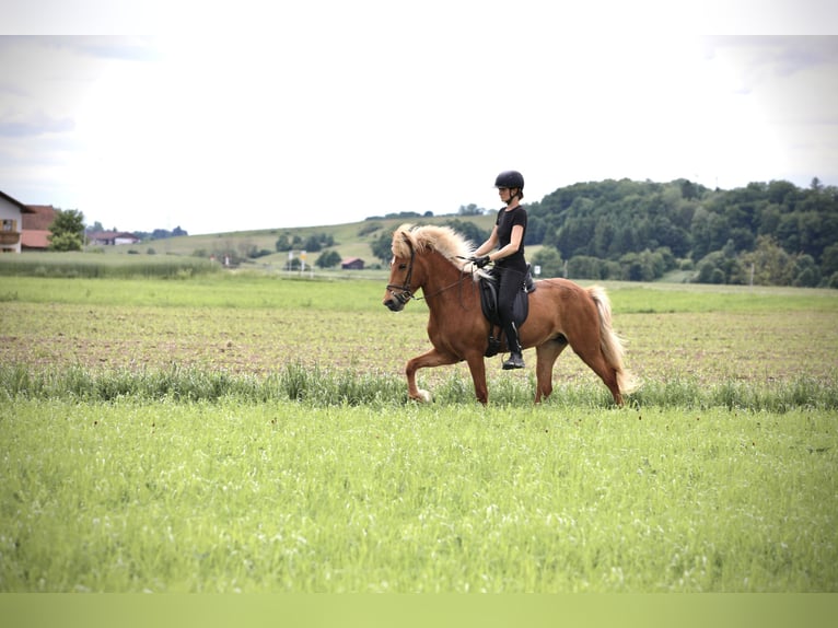 Islandpferd Stute 9 Jahre 152 cm Fuchs in Ebersberg