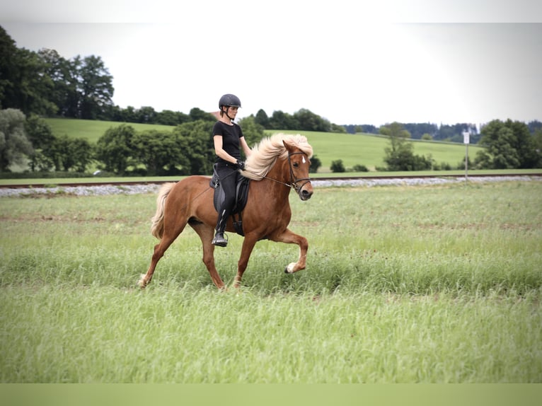 Islandpferd Stute 9 Jahre 152 cm Fuchs in Ebersberg