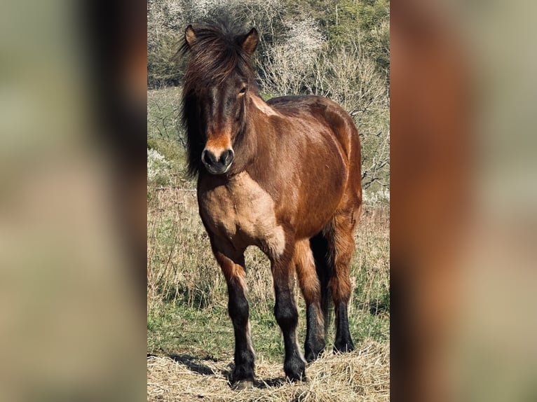 Islandpferd Stute 9 Jahre Brauner in Dillenburg