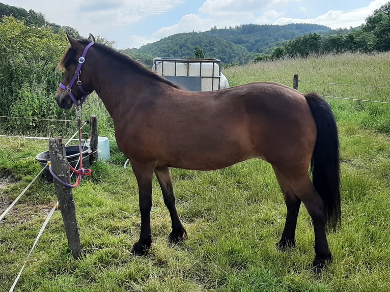 Islandpferd Stute 9 Jahre Brauner in Dillenburg