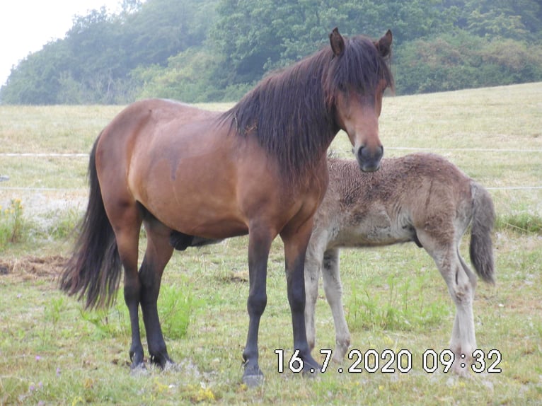 Islandpferd Stute 9 Jahre Brauner in Dillenburg