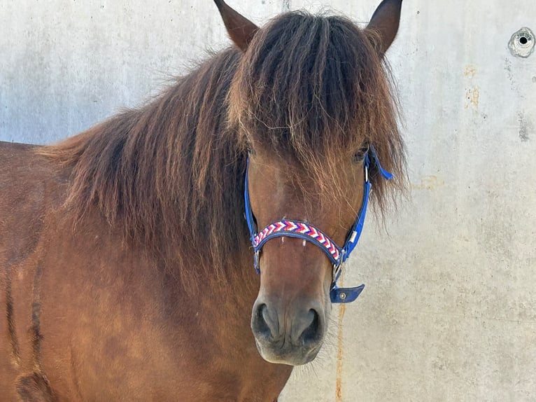 Islandpferd Stute 9 Jahre Brauner in Albstadt