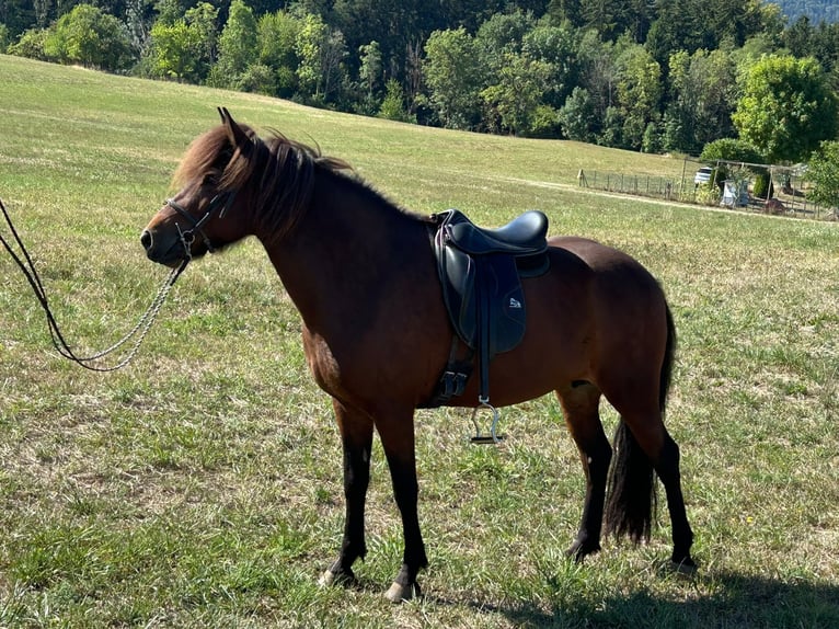 Islandpferd Stute 9 Jahre Brauner in Albstadt