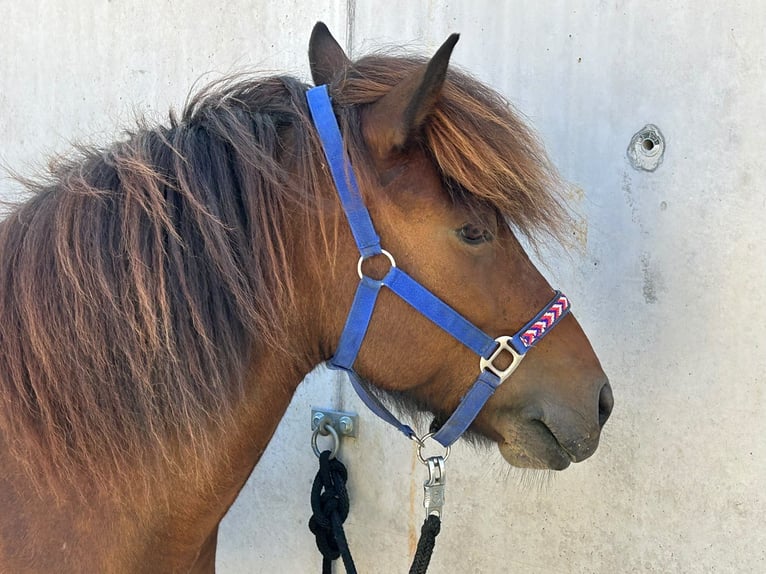 Islandpferd Stute 9 Jahre Brauner in Albstadt