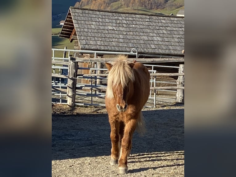 Islandpferd Stute 9 Jahre Falbe in Rennweg am Katschberg