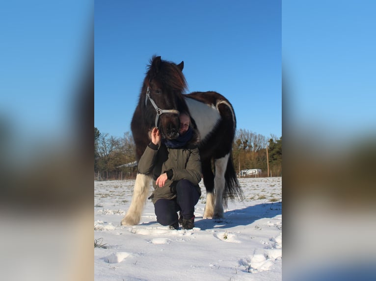 Islandpferd Stute 9 Jahre in Falkensee