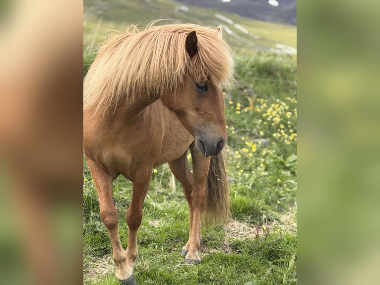 Islandpferd Stute 9 Jahre Fuchs in Dalvík