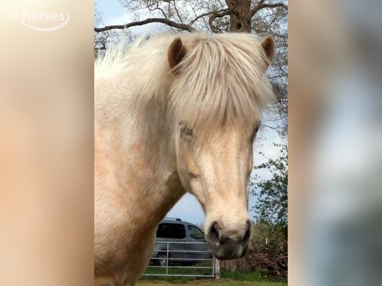 Islandpferd Stute 9 Jahre Palomino in Neustadt am Rübenberge