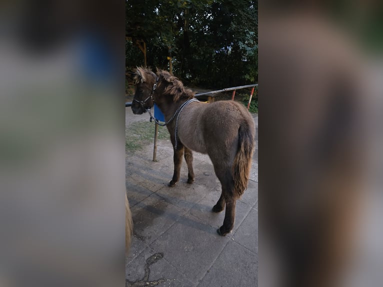 Islandpferd Stute Fohlen (05/2025) 100 cm Falbe in H&#xF6;now