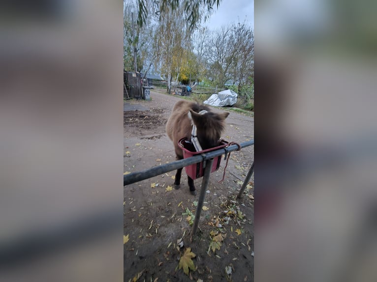 Islandpferd Stute Fohlen (05/2025) 100 cm Falbe in H&#xF6;now