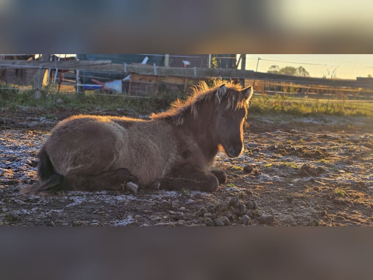 Islandpferd Stute Fohlen (05/2025) 100 cm Falbe in H&#xF6;now