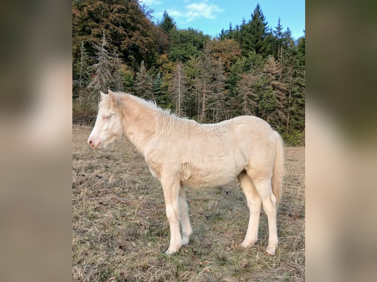 Islandpferd Stute Fohlen (04/2026) 138 cm Falbe in Saarland