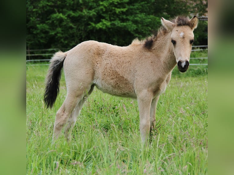 Islandpferd Stute  139 cm Buckskin in Saarland