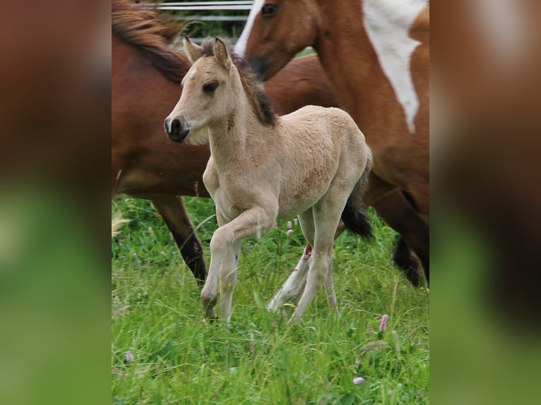 Islandpferd Stute  139 cm Buckskin in Saarland