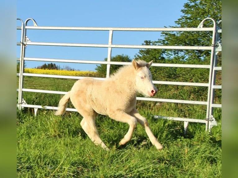 Islandpferd Stute Fohlen (04/2026) 140 cm Falbe in Saarland