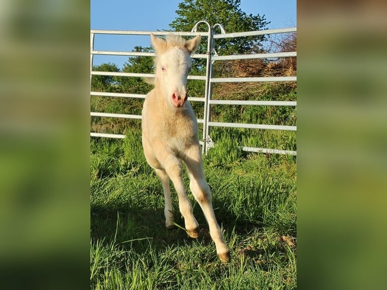 Islandpferd Stute Fohlen (04/2026) 140 cm Falbe in Saarland