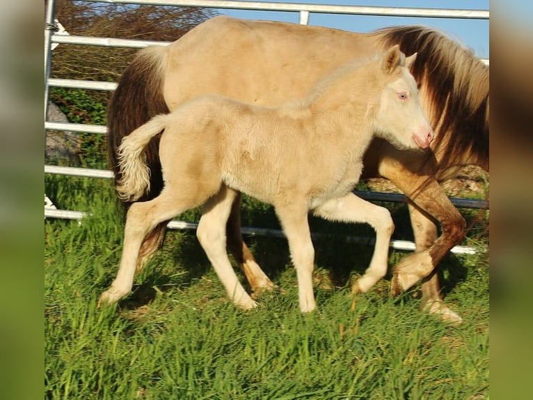 Islandpferd Stute Fohlen (04/2026) 140 cm Falbe in Saarland
