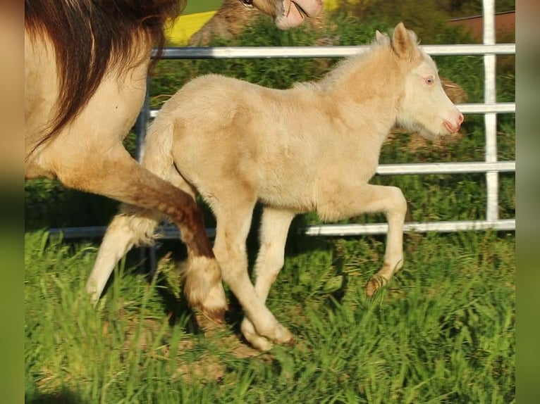 Islandpferd Stute Fohlen (04/2026) 140 cm Falbe in Saarland