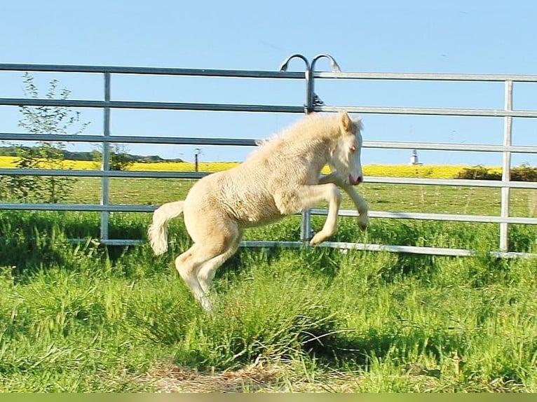 Islandpferd Stute Fohlen (04/2026) 140 cm Falbe in Saarland