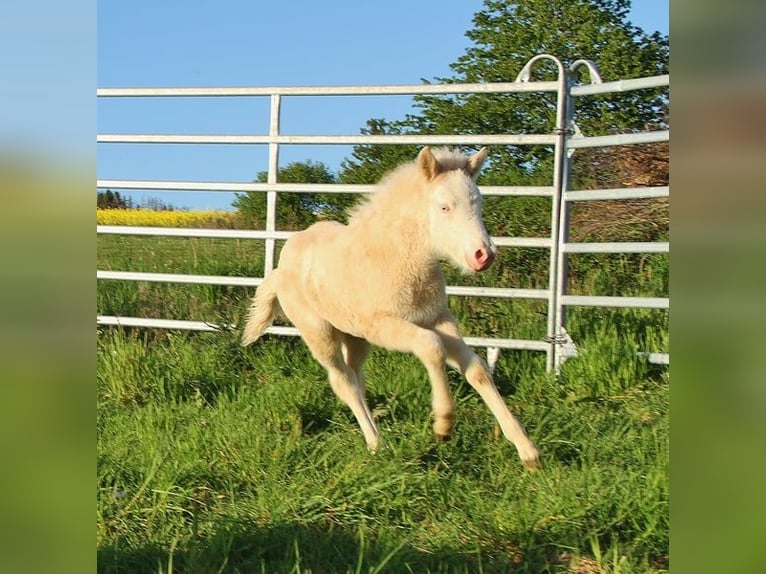 Islandpferd Stute Fohlen (04/2026) 140 cm Falbe in Saarland