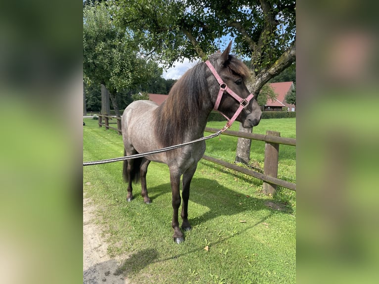 Islandpferd Stute  140 cm Rappe in Südlohn