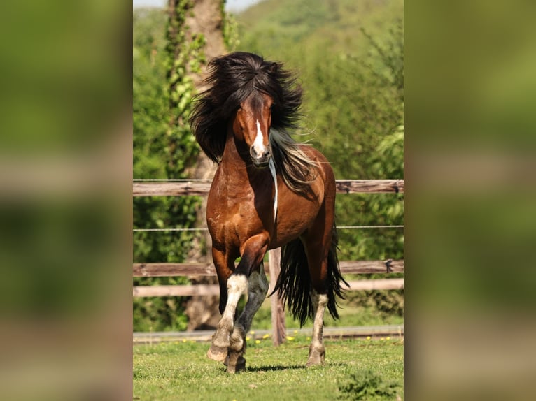 Islandpferd Stute  140 cm Rappe in Südlohn