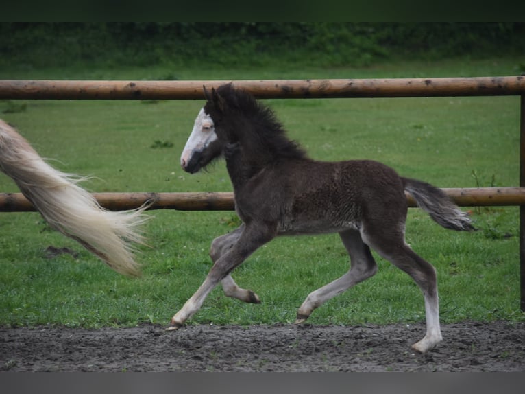 Islandpferd Stute Fohlen (01/2025) 140 cm Rappe in Gallin