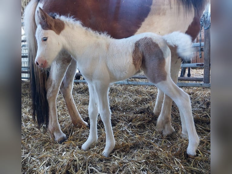 Islandpferd Stute Fohlen (05/2025) 140 cm Schecke in Saarland