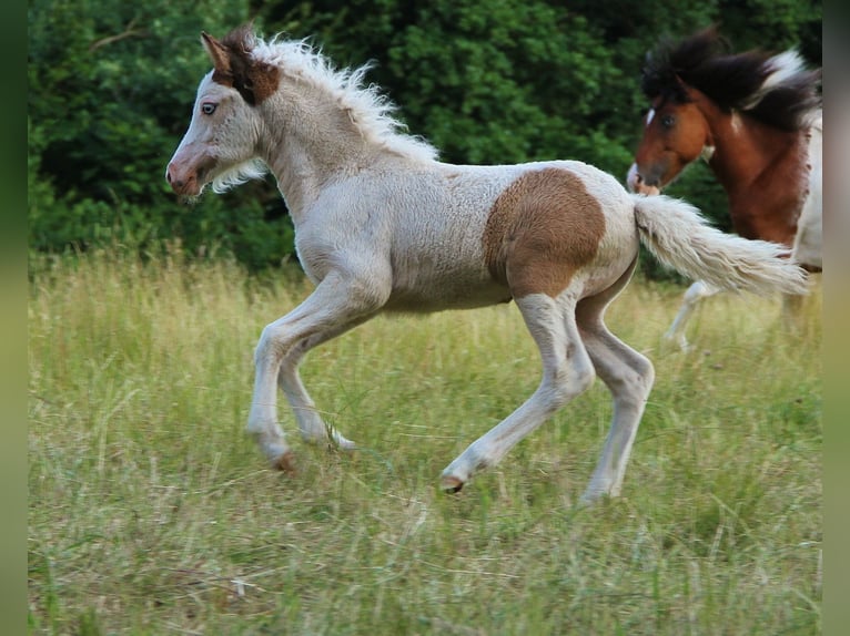 Islandpferd Stute Fohlen (05/2025) 140 cm Schecke in Saarland