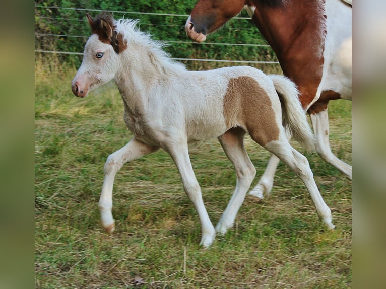 Islandpferd Stute Fohlen (05/2025) 140 cm Schecke in Saarland