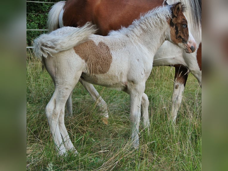 Islandpferd Stute Fohlen (05/2025) 140 cm Schecke in Saarland