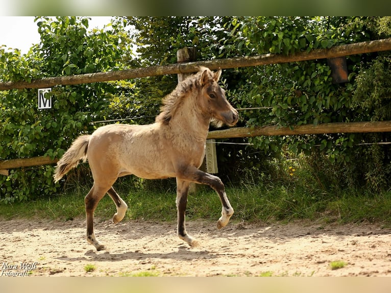 Islandpferd Stute Fohlen (05/2025) 144 cm Falbe in Lauterhofen