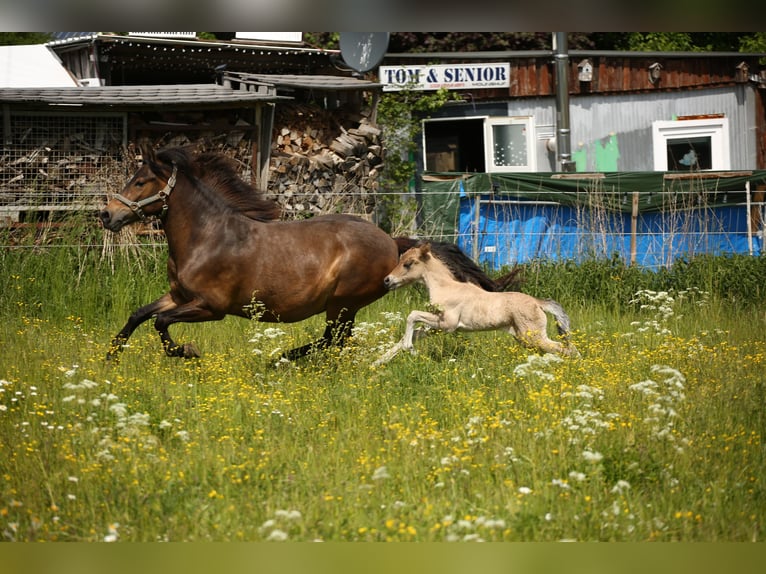Islandpferd Stute  144 cm Falbe in Lauterhofen