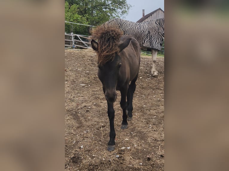 Islandpferd Stute Fohlen (03/2026)  in St. Peter in der Au-Dorf