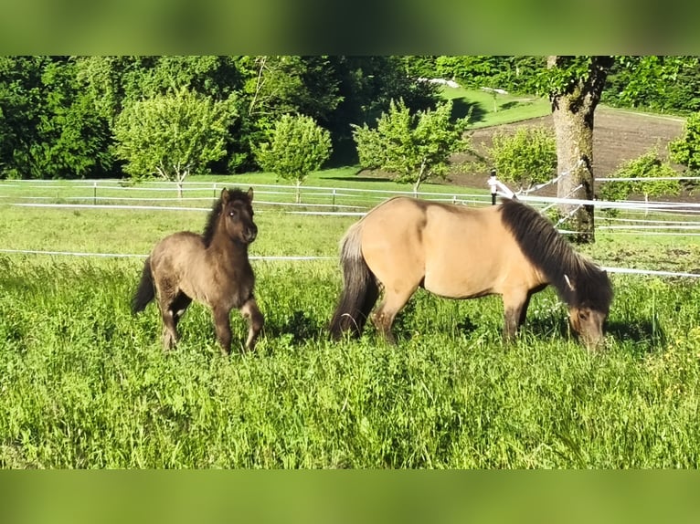 Islandpferd Stute Fohlen (03/2026)  in St. Peter in der Au-Dorf