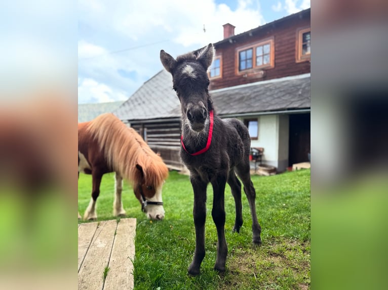 Islandpferd Stute Fohlen (04/2025) Rappe in Hochrindl