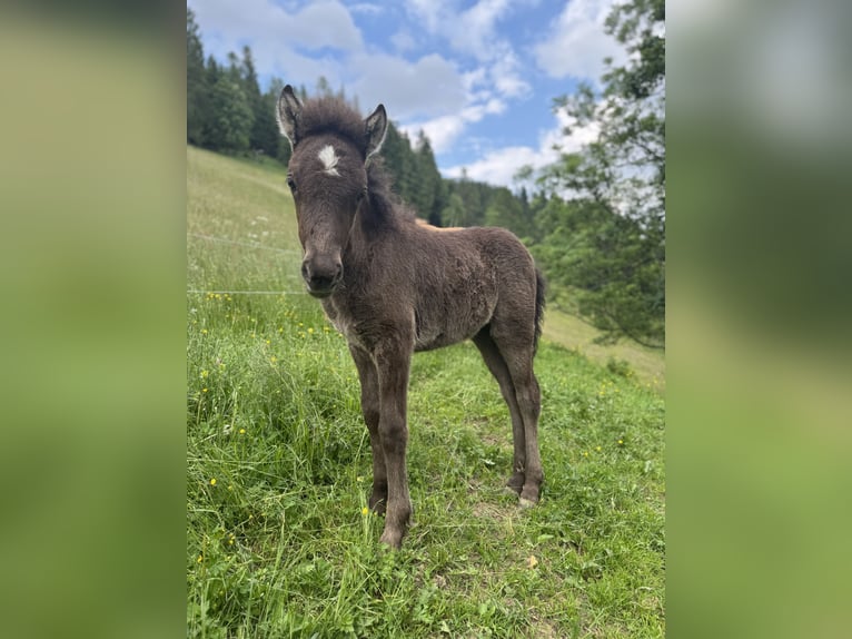 Islandpferd Stute Fohlen (04/2025) Rappe in Hochrindl
