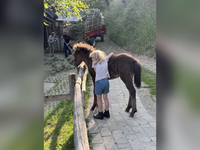 Islandpferd Stute Fohlen (04/2025) Rappe in Hochrindl